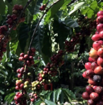 Giá cà-phê giảm mạnh, thị trường năng lượng tiếp tục khởi sắc