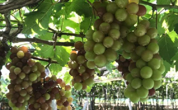Giải pháp đảm bảo vệ sinh an toàn thực phẩm sạch