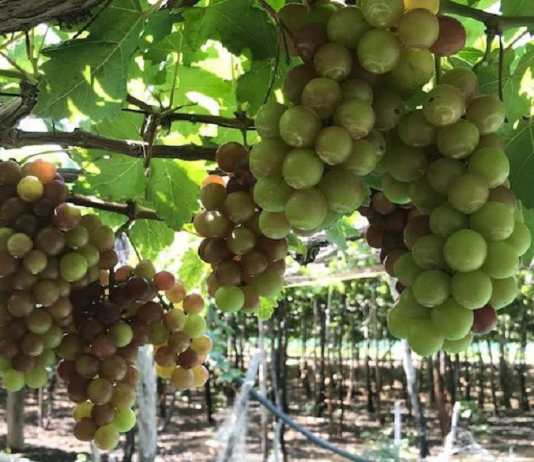 Giải pháp đảm bảo vệ sinh an toàn thực phẩm sạch