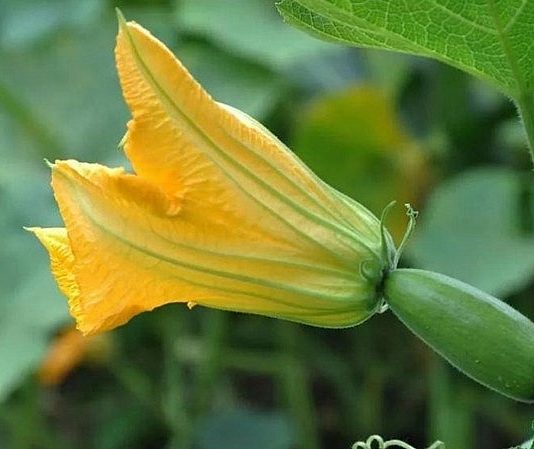 Những loài hoa không chỉ đẹp mà còn ăn rất ngon