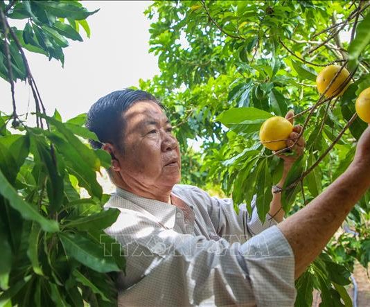 Kênh tiêu thụ mới cho nông sản và đặc sản địa phương