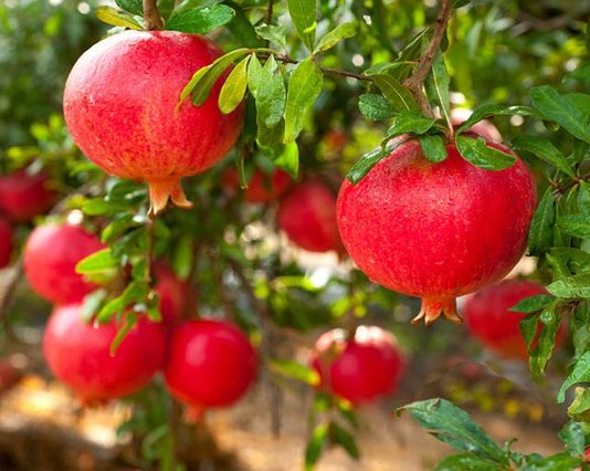 Khi ăn quả lựu nuốt hay bỏ hạt