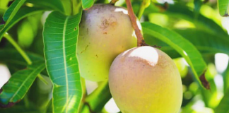 Đừng chỉ ăn quả, lá loại cây này quý như “nhân sâm người nghèo”, ở quê mọc cao vút