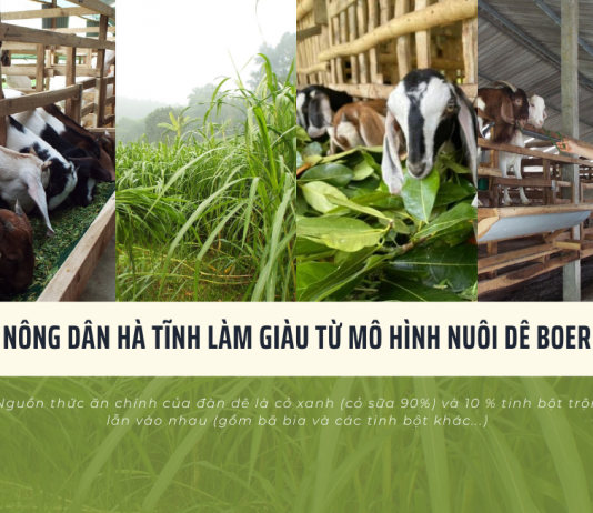 Nông dân Hà Tĩnh làm giàu từ mô hình nuôi dê Boer