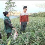 Nông dân miền núi làm gì để thoát nghèo