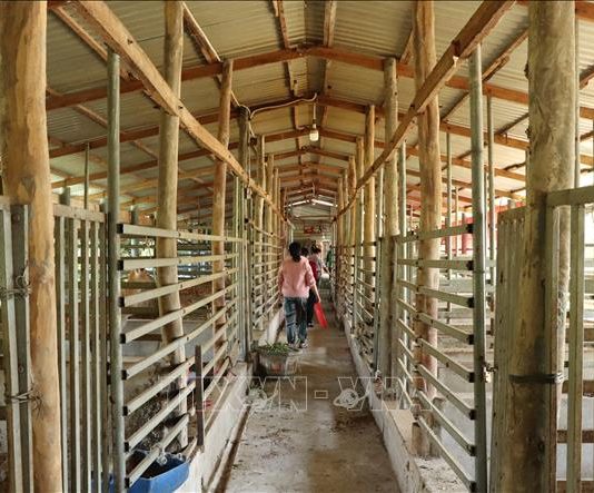 Thu nhập gần 300 triệu đồng/năm từ nuôi hươu lấy nhung và cây ăn trái