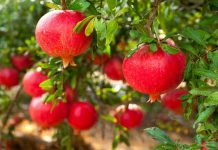 Ăn quả lựu nuốt hay bỏ hạt?