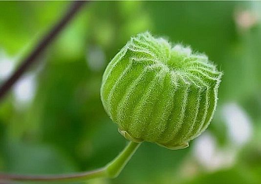 Loại quả mọc dại có nhiều công dụng với sức khoẻ