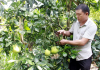 Nông dân làm giàu nhờ cây ăn quả trồng trên đất dốc