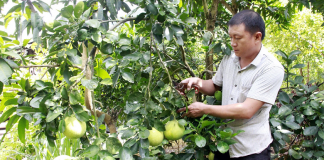 Nông dân làm giàu nhờ cây ăn quả trồng trên đất dốc