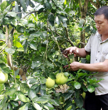 Nông dân làm giàu nhờ cây ăn quả trồng trên đất dốc
