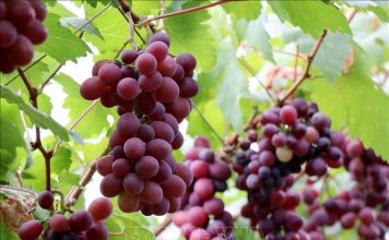 Trồng giống nho mới cho thu nhập từ khoảng 1,2 tỷ đồng/ha/năm