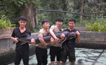 Cá tầm “khổng lồ’” sẽ được bán tại Tuần lễ Nông sản Việt 2025