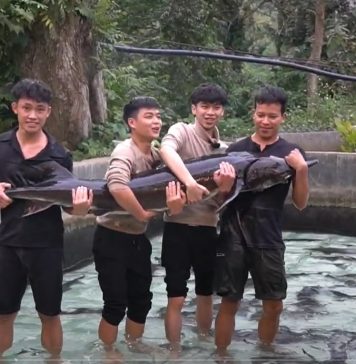 Cá tầm “khổng lồ’” sẽ được bán tại Tuần lễ Nông sản Việt 2025