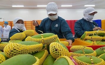 Xuất khẩu rau quả sắp vượt 8 tỷ USD