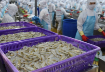 VASEP: Xuất khẩu tôm sang EU có thể tăng chậm lại từ 2026