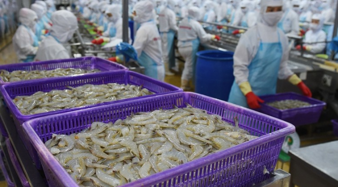 VASEP: Xuất khẩu tôm sang EU có thể tăng chậm lại từ 2026