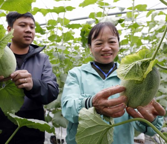 Tận dụng lợi thế, thu hút nhiều nhà đầu tư lớn vào nông nghiệp công nghệ cao