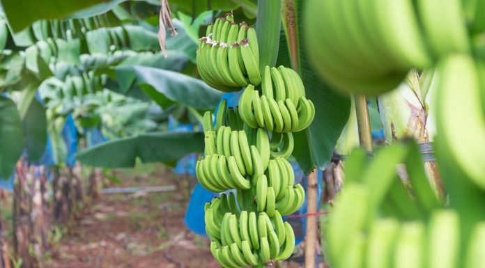 Phát huy tiềm năng xuất khẩu của các sản phẩm trái cây có lợi thế