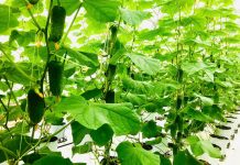 Nữ cán bộ đánh thức tiềm năng vùng gió Lào, cắt trắng