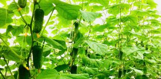 Nữ cán bộ đánh thức tiềm năng vùng gió Lào, cắt trắng