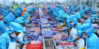 Hai kịch bản cho xuất khẩu thủy sản Việt Nam nửa cuối năm 2025