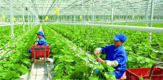 Đổi mới công tác khuyến nông theo tư duy kinh tế nông nghiệp xanh