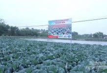 Bắp cải trồng theo kiểu Nhật Bản, nông dân không phải lo đầu ra