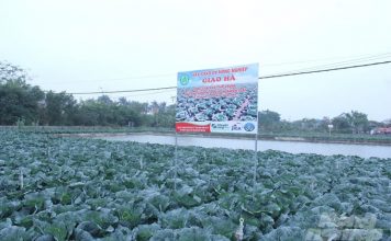 Bắp cải trồng theo kiểu Nhật Bản, nông dân không phải lo đầu ra