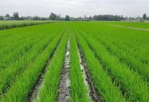 Canh tác lúa giảm phát thải, lợi nhuận tăng, khí nhà kính giảm