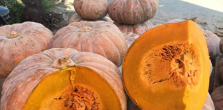 6 loại rau củ quả mùa đông có dư lượng thuốc trừ sâu thấp