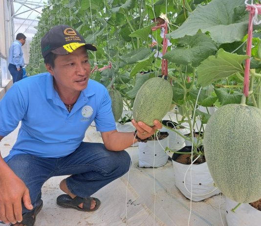 Doanh nghiệp là hạt nhân phát triển nông nghiệp công nghệ cao