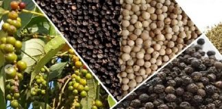 Hồ tiêu 9 tháng xuất khẩu gần chạm mốc 1,3 tỷ USD