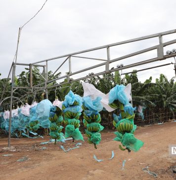 Khát vọng nông nghiệp xanh: Doanh nghiệp Việt cùng nông dân đưa nông sản vươn tầm quốc tế