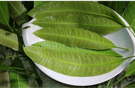 Đừng chỉ ăn quả, lá loại cây này quý như “nhân sâm người nghèo”