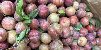 Nên ăn 4 – 5 quả mận mỗi ngày để đem lại lợi ích tối đa cho sức khỏe