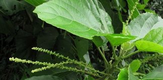 Những lưu ý khi sử dụng cây lộc mại để tránh ngộ độc