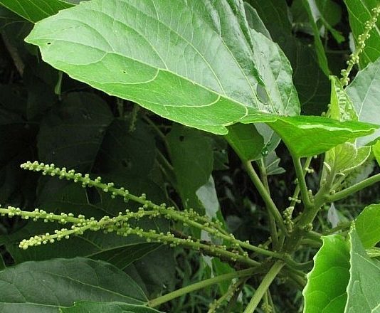 Những lưu ý khi sử dụng cây lộc mại để tránh ngộ độc