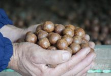 Trồng “cây tỉ đô”, vừa có tiền, vừa có rừng