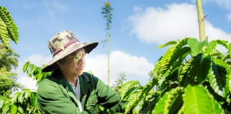 Giảm rủi ro mùa hạn: Mô hình sản xuất thích ứng khô hạn tại miền Trung – Tây Nguyên