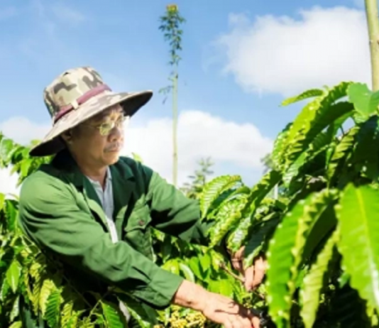 Giảm rủi ro mùa hạn: Mô hình sản xuất thích ứng khô hạn tại miền Trung – Tây Nguyên