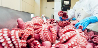 Thái Lan vượt Trung Quốc, trở thành “khách sộp” mới của mực, bạch tuộc Việt Nam