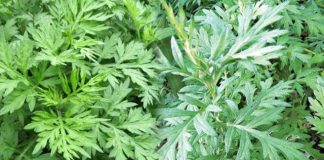 Rau ngải cứu có một tác dụng phụ đáng sợ, biết mà tránh kẻo “hại đủ đường”