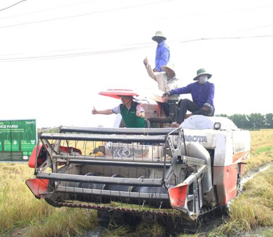 Người trồng lúa khấn khởi khi giá gạo xuất khẩu tăng trở lại