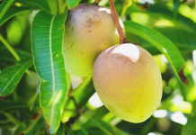 Đừng chỉ ăn quả, lá loại cây này quý như “nhân sâm người nghèo”, ở quê mọc cao vút