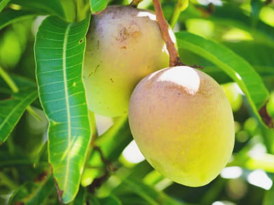 Đừng chỉ ăn quả, lá loại cây này quý như “nhân sâm người nghèo”, ở quê mọc cao vút