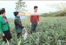 Nông dân miền núi làm gì để thoát nghèo