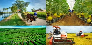 Phê duyệt Chiến lược phát triển khuyến nông tầm nhìn đến năm 2050