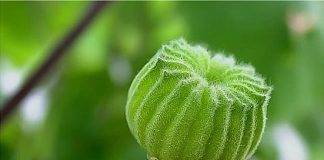 Loại quả mọc dại có nhiều công dụng với sức khoẻ