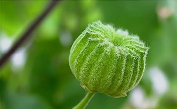 Loại quả mọc dại có nhiều công dụng với sức khoẻ